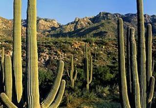 Courtyard By Marriott Williams Centre Hotel Tucson